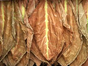 Curing Barn.jpg